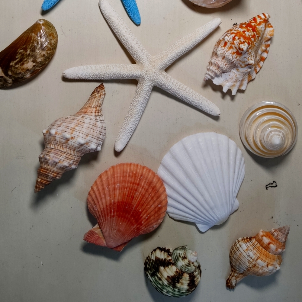 Assorted Seashell and Starfish Collection - Picture 4 of 6